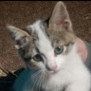 Meet your Posher, Ray